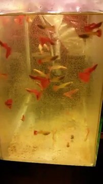 Albino Full Red (Artemia Keyfi)