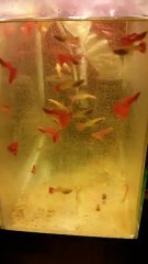 Albino Full Red (Artemia Keyfi)