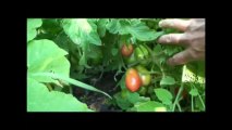 Food 4 Wealth-Growing Tomatoes Introduction