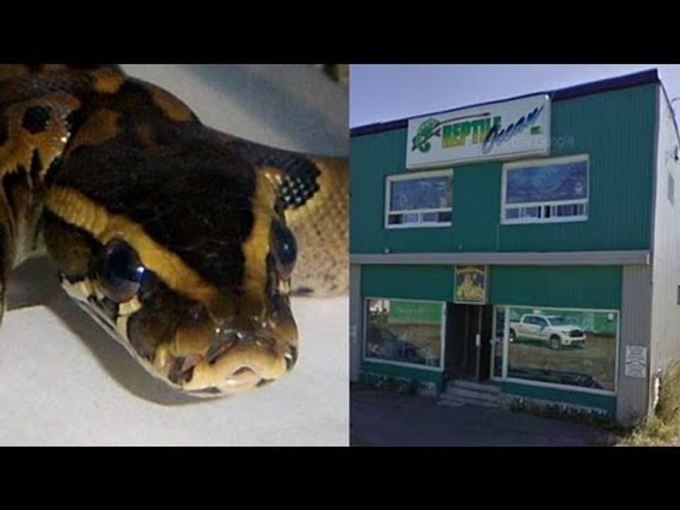 Snake strangles children to death during sleepover in Canada