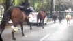 Mexico horse rampage: 30 police horses storm through Mexico City