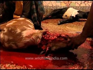 Bloody slaughter of goats on Eid