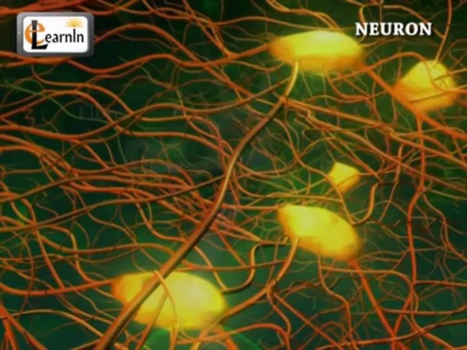 Neurons or nerve cells - Structure function and types of neurons | Human Anatomy | 3D Biology