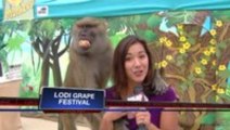 Baboon Grabs Reporter's Boob During Live Shot