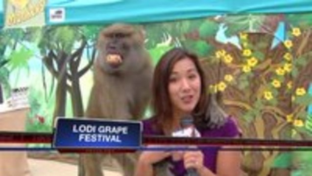 Baboon Grabs Reporter's Boob During Live Shot