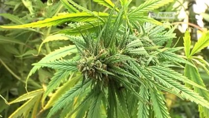 SEQUESTRO MARIJUANA, DUE ARRESTI