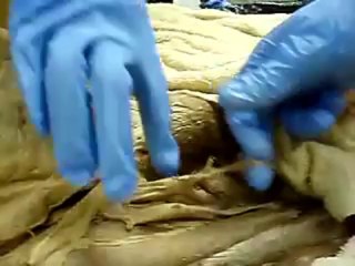 Firak Lab Human Anatomy