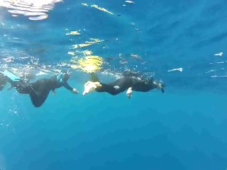 Dauphins - Detend Azot - Île de La Réunion