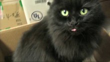 Diabola's Joy Funny Cat Video