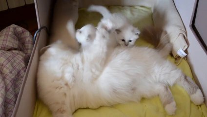 jeux chatons 5 (28/09/13)