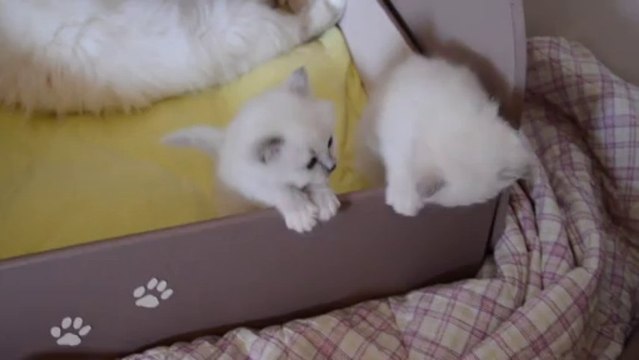 jeux chatons 6 (28/09/13)