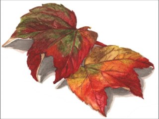 Mêmê Alan & Zîn Saz by Ehmedê Chep