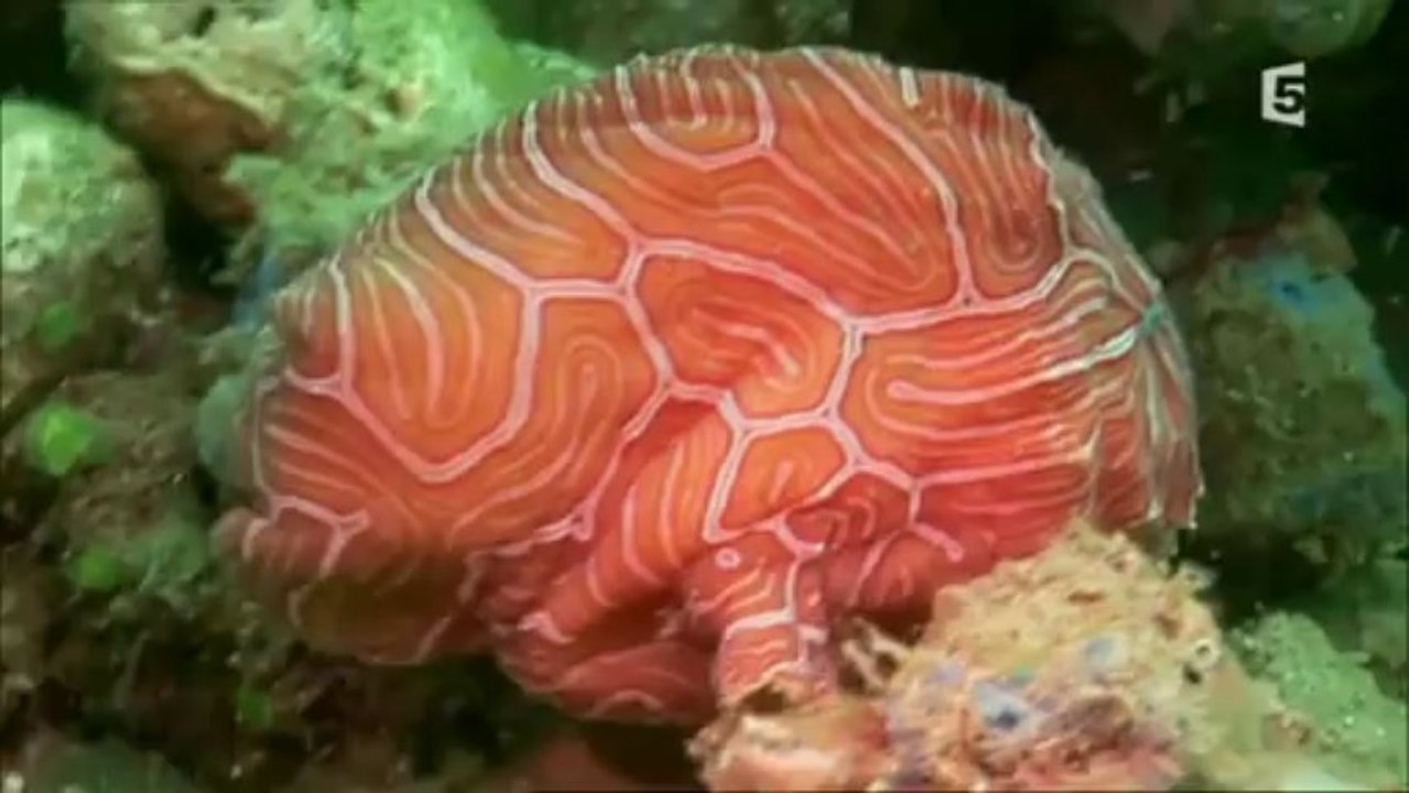 Dix drôles d'espèces