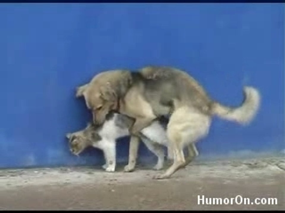 CHIEN ET CHAT 1