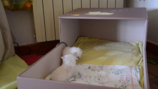 Jeux chatons 3 bis (26/09/13)