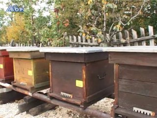 Prihod od 100 košnica dovoljan za četvoročlanu porodicu
