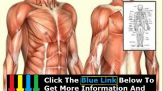 Online Human Anatomy Course Free + Nyu Human Anatomy Course