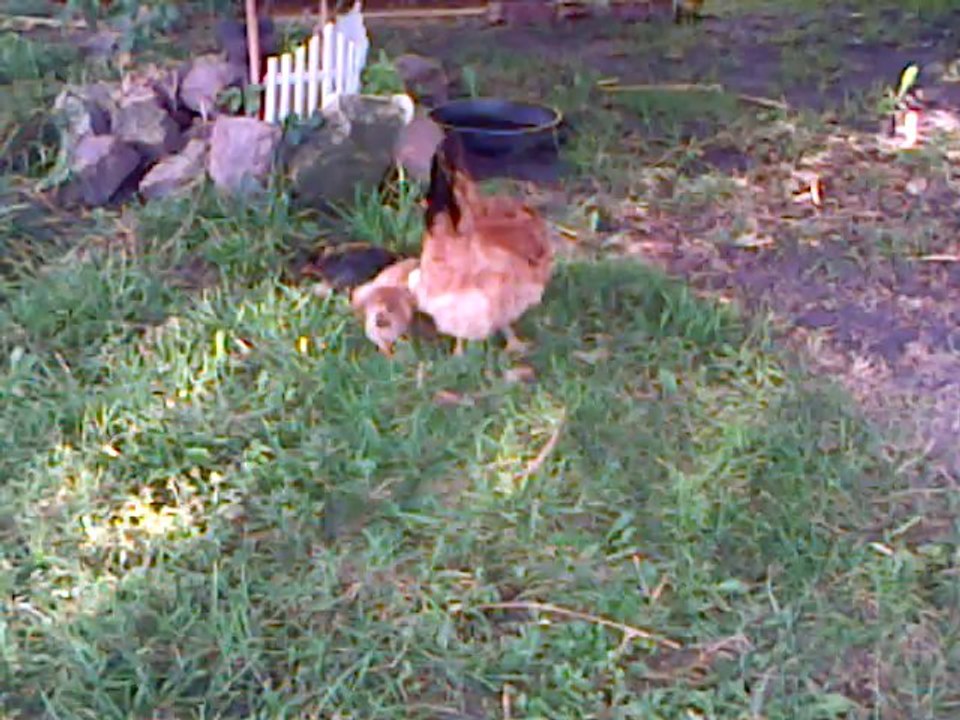 des poules
