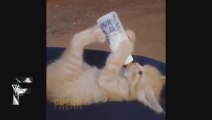 A Kitten with baby bottle like a real baby! Funniest Cat Vines Compilation!