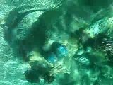 Nadando con Tiburones en Typhoon Lagoon