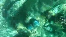 Nadando con Tiburones en Typhoon Lagoon