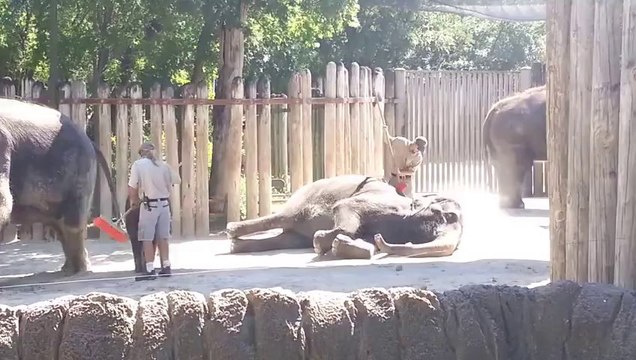 Elephant Scrubs Its Face With Brush At Fort Worth Zoo
