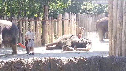 Elephant Scrubs Its Face With Brush At Fort Worth Zoo