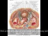 Human Anatomy Pictures Human Organs - Human Anatomy Online Courses | James Ross
