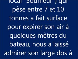 Petit Rorqual près des Iles Glénan