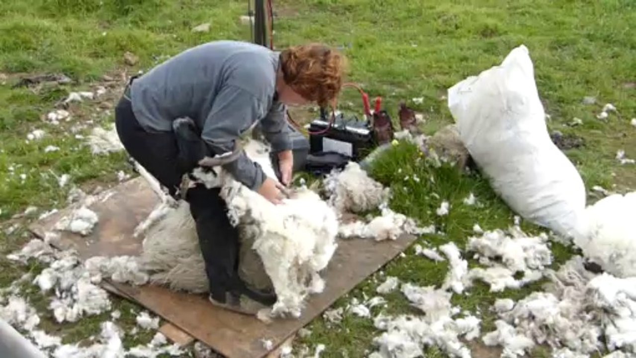 Tonte de mouton dans les Highlands