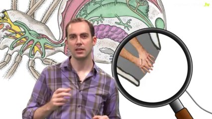 Pourquoi la toile d'araignée est-elle si solide ?