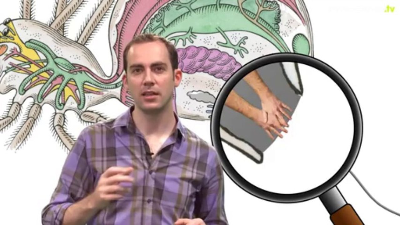 Pourquoi la toile d'araignée est-elle si solide ?