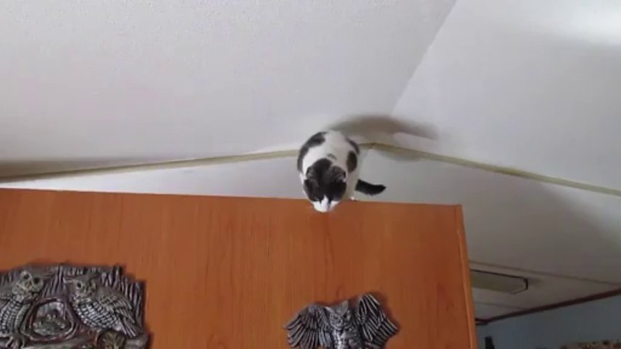 Paws is Ceiling Cat