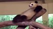 Un panda qui se relaxe? Chat qui dort sur un iguane? Animaux les plus marrants!!