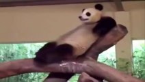 Un panda qui se relaxe? Chat qui dort sur un iguane? Animaux les plus marrants!!