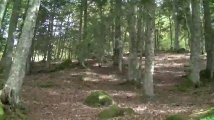 Balade en Vallée d'Ossau