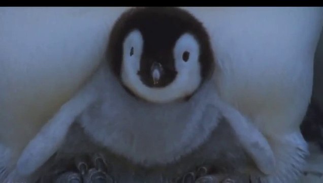 Animaux les plus mignons sur Terre... Bienvenue au paradis des bêtes!!