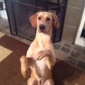 Ce Chien trop mignon fait le mort - Best  Funniest Vines