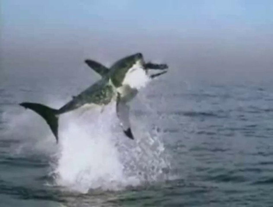 Shark Attacks Seal