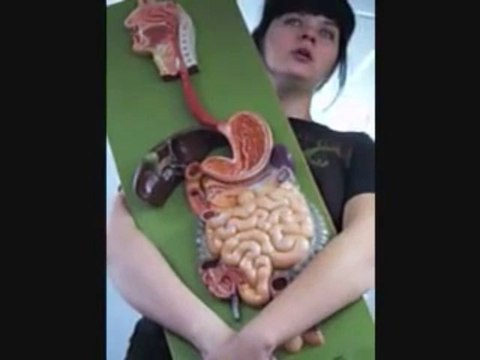 Anatomy and Physiology Digestive System Digestive Pathway | human anatomy