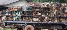 15,000 Dogs Killed For Dog Meat Festival In China