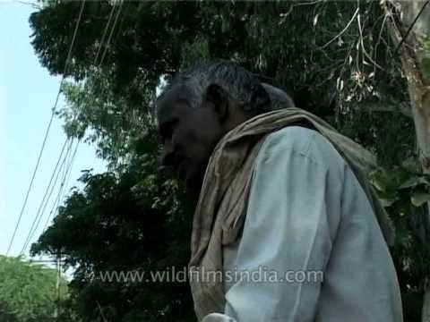 Two rickhaw-puller having a conversation