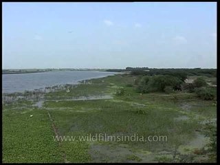 Wide view of Aravali Biodiversity Park