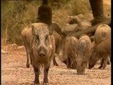 Stare down a boar: Herd of Wild Boar in Sariska National Park
