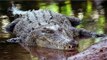 Crocodile traps NZ man on Australian island for two weeks