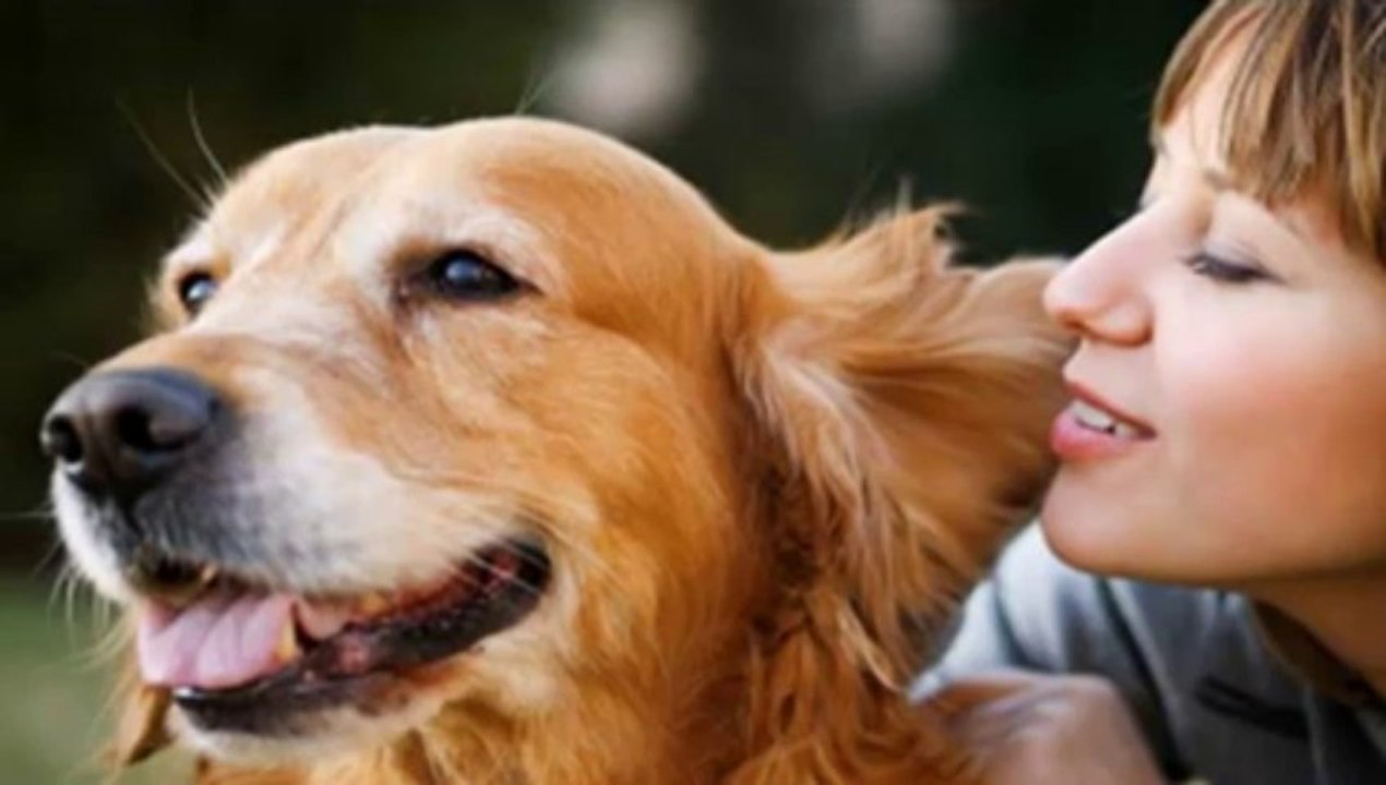 Dog Training Dallas - The Online Dog Trainer