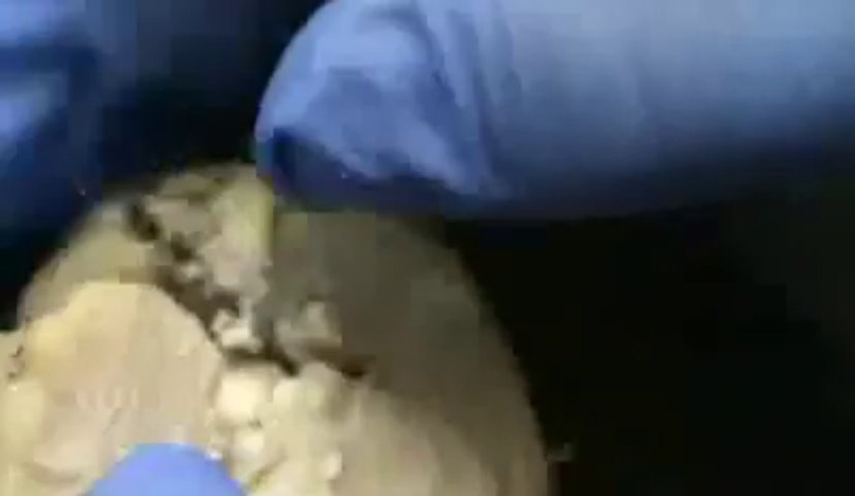 Human Anatomy & Physiology II Sheep Brain