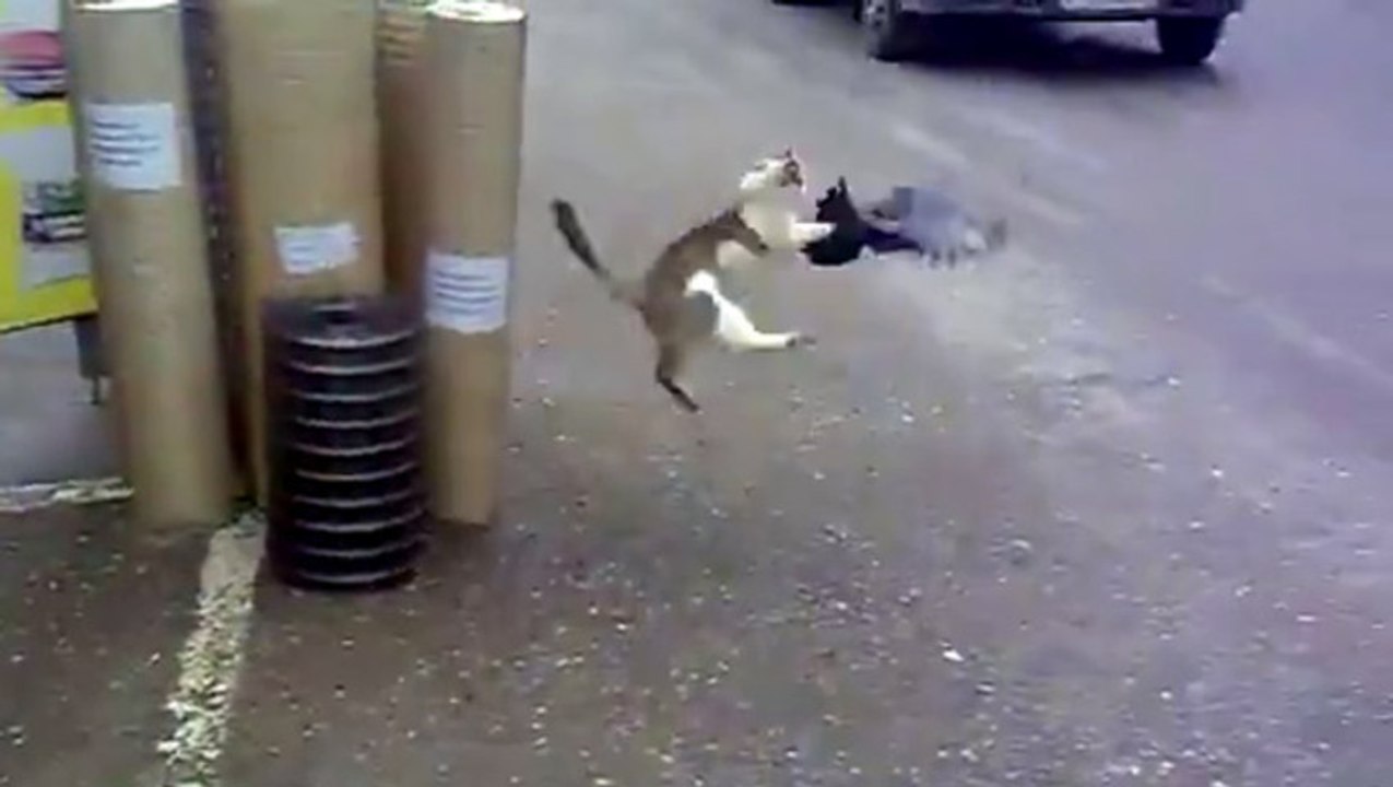 Un chat attrappe un pigeon FAIL