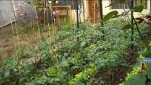 Food4wealth Review - organic vegetable gardening with Food 4 Wealth