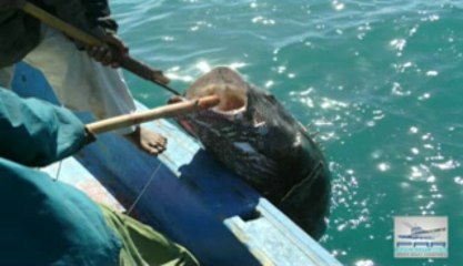 Scuba Diving at at KAIO